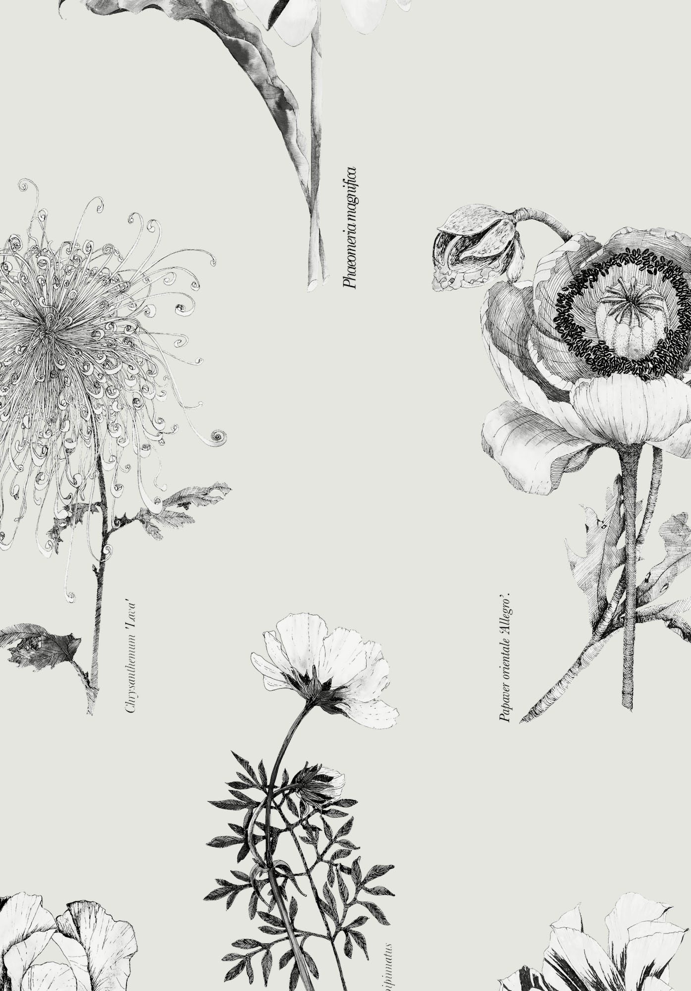 117017-Shangri-La-Naran_edited